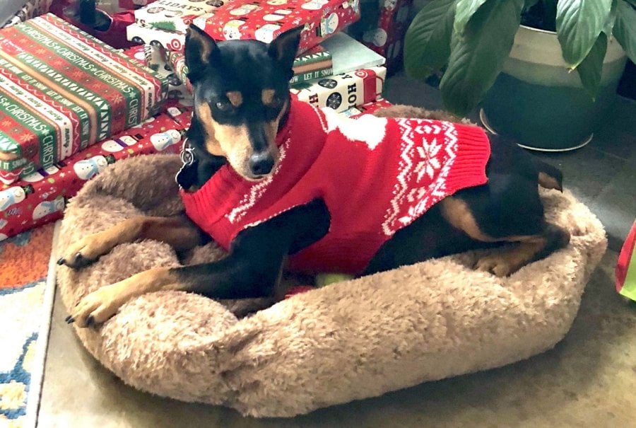 Our miniature pinscher dog named Gambit in a Christmas sweater