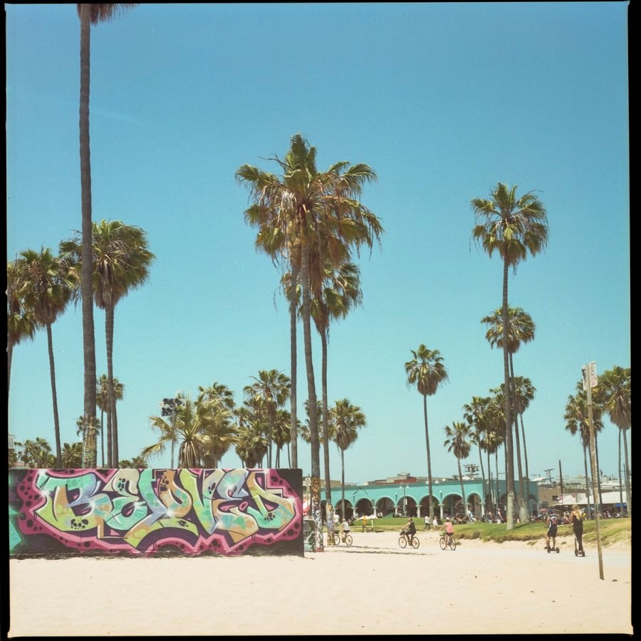 Palm trees an graffiti at Venice Beach, California 