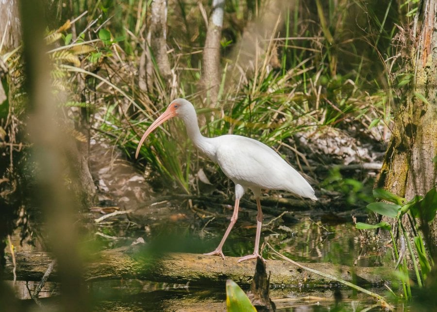 American white ibis, a white bird in the Everglades by Matthew T Rader