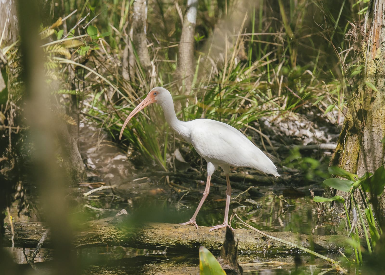 American white ibis, a white bird in the Everglades by Matthew T Rader