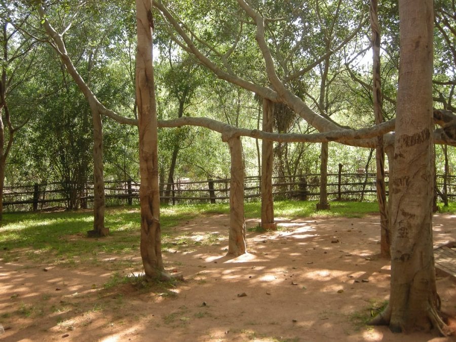 Banyan Trees in Auroville