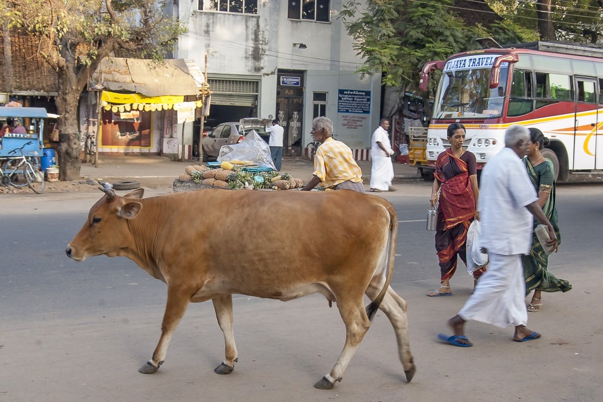 A cow walking in the streets of Chidambaram, India
