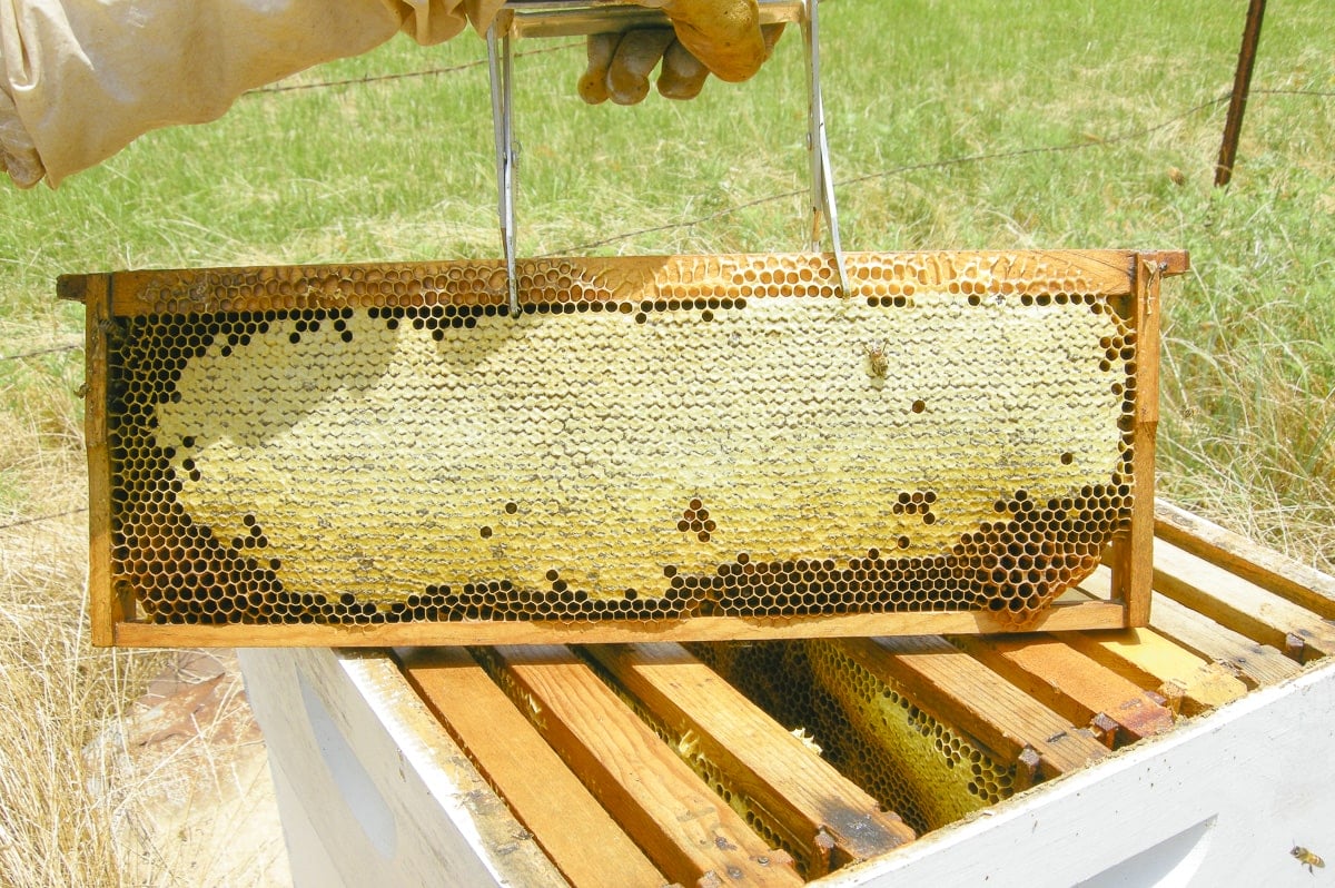 Beekeeping And Honey Production Photo