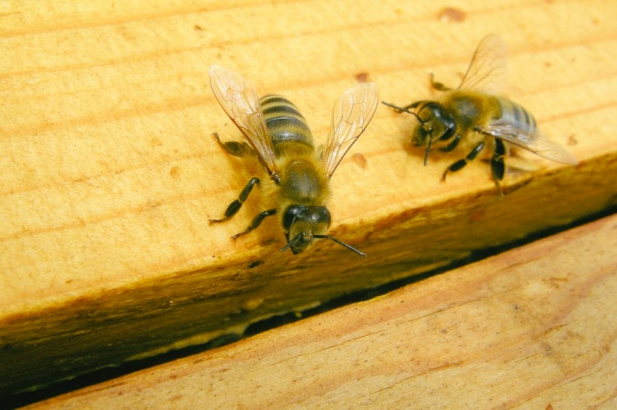 Honey Bees by Matthew T Rader