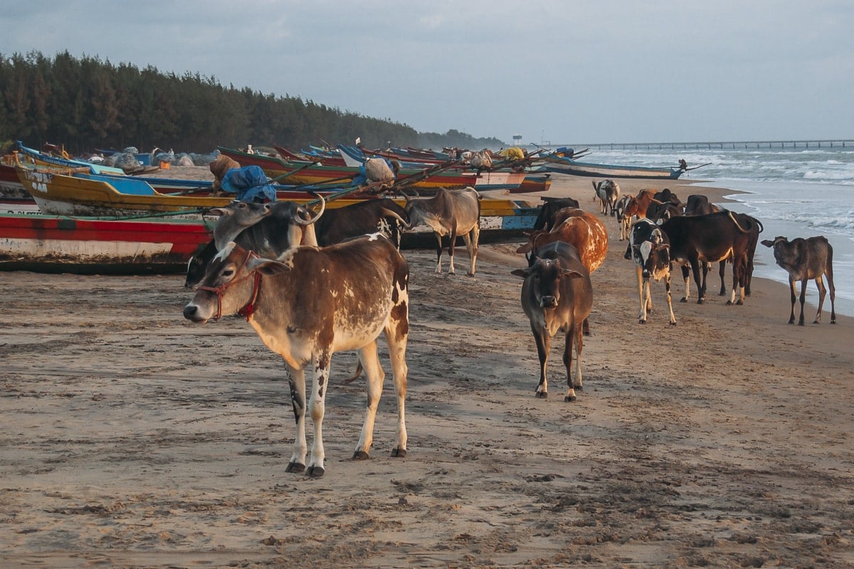 Cows wondering around on Nagapattinam Beach