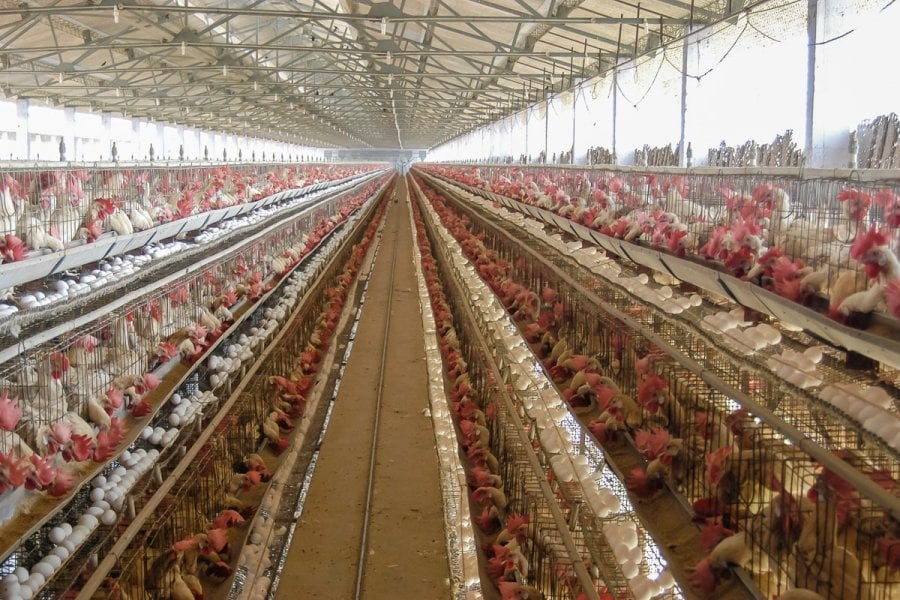 A poultry farm in Namakkal, India