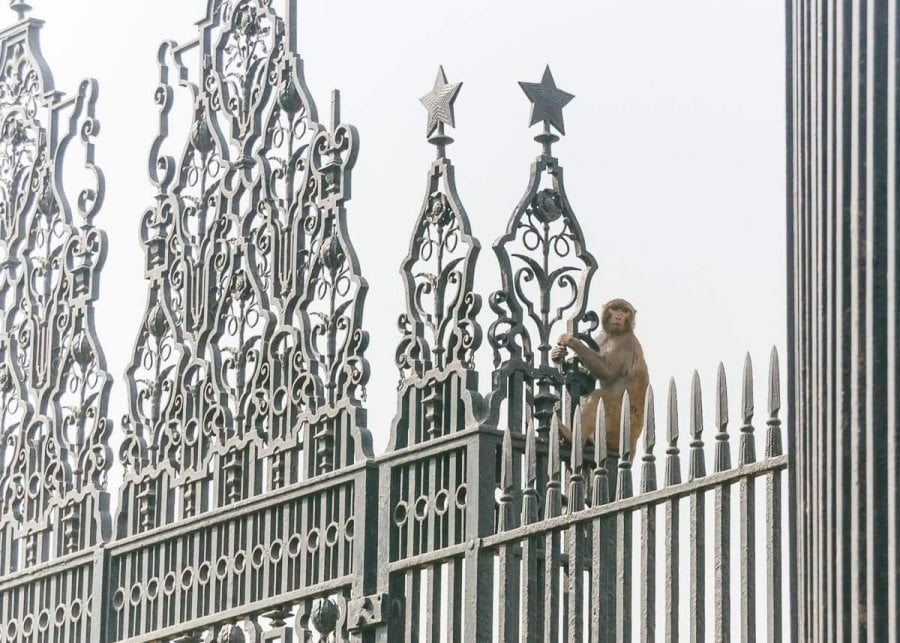 A monkey climbing on the Rashtrapati Bhavan front gate in New Delhi, India