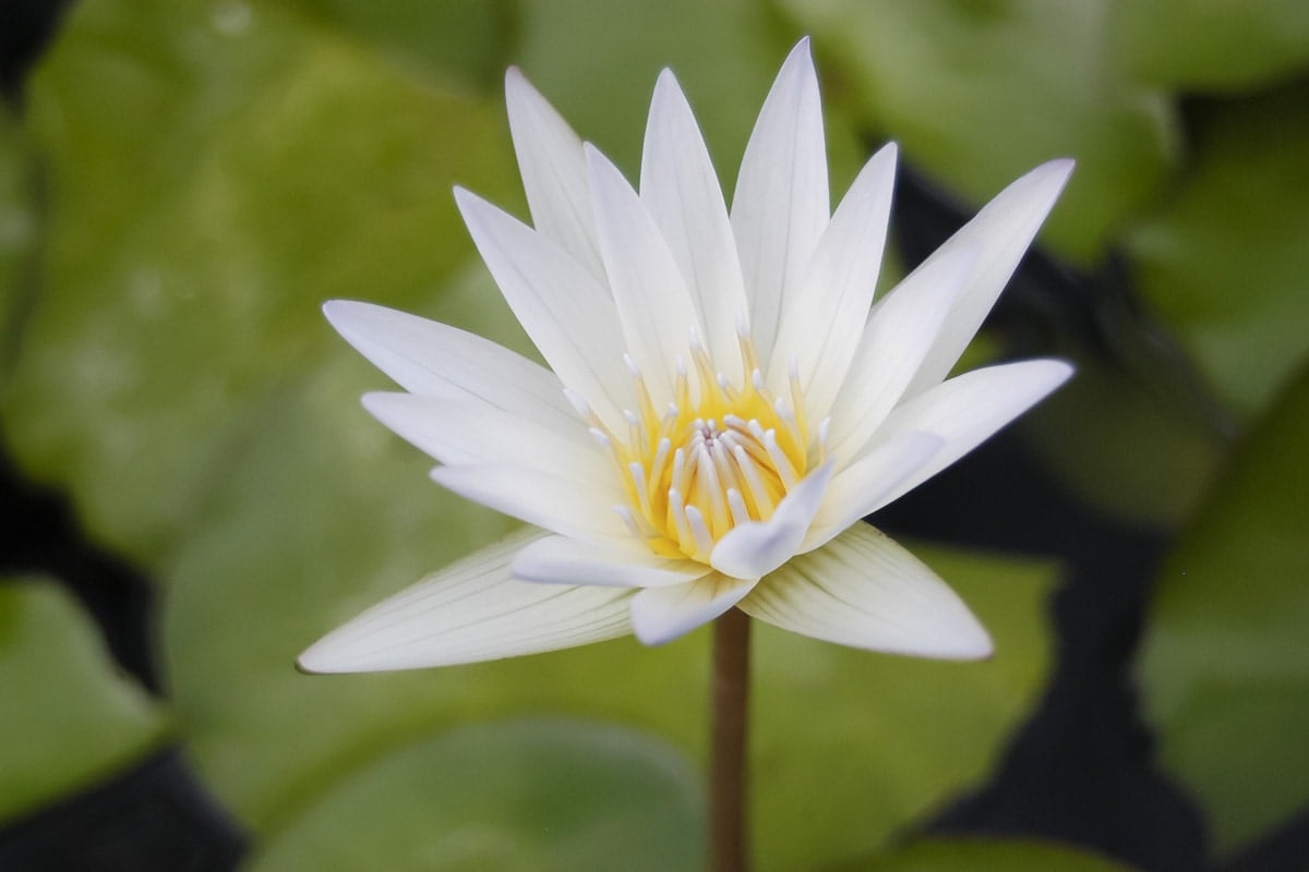 A lotus flower in Salem, India