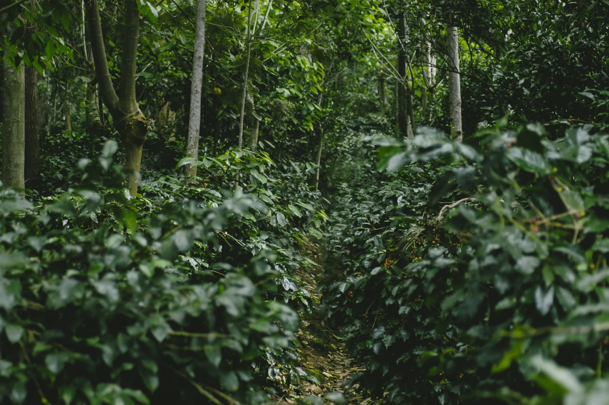 Coffee plantations in Yercaud, India