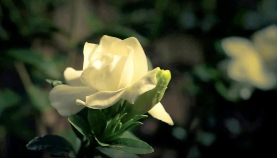 Blooming Gardenia Flower Time-lapse Video Over A 24-Hour Period