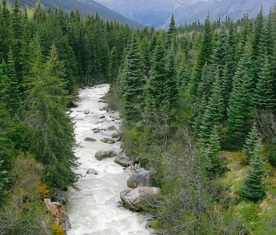 Forest and river in Alaska