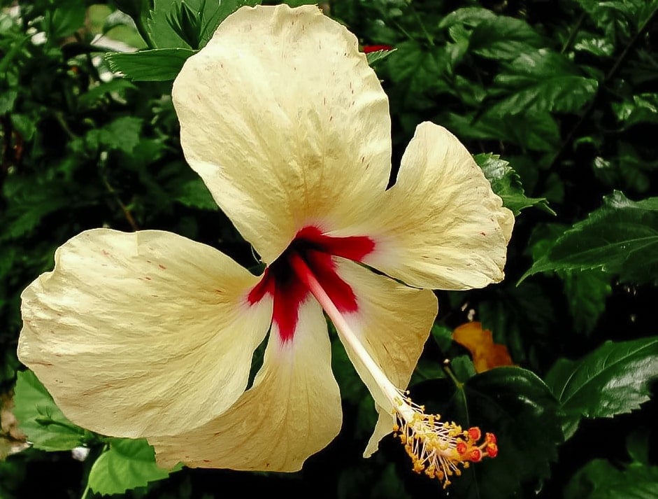 Hibiscus flower in Cancun, Mexico