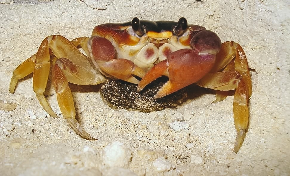 Mother sand crab in Cancun, Mexico