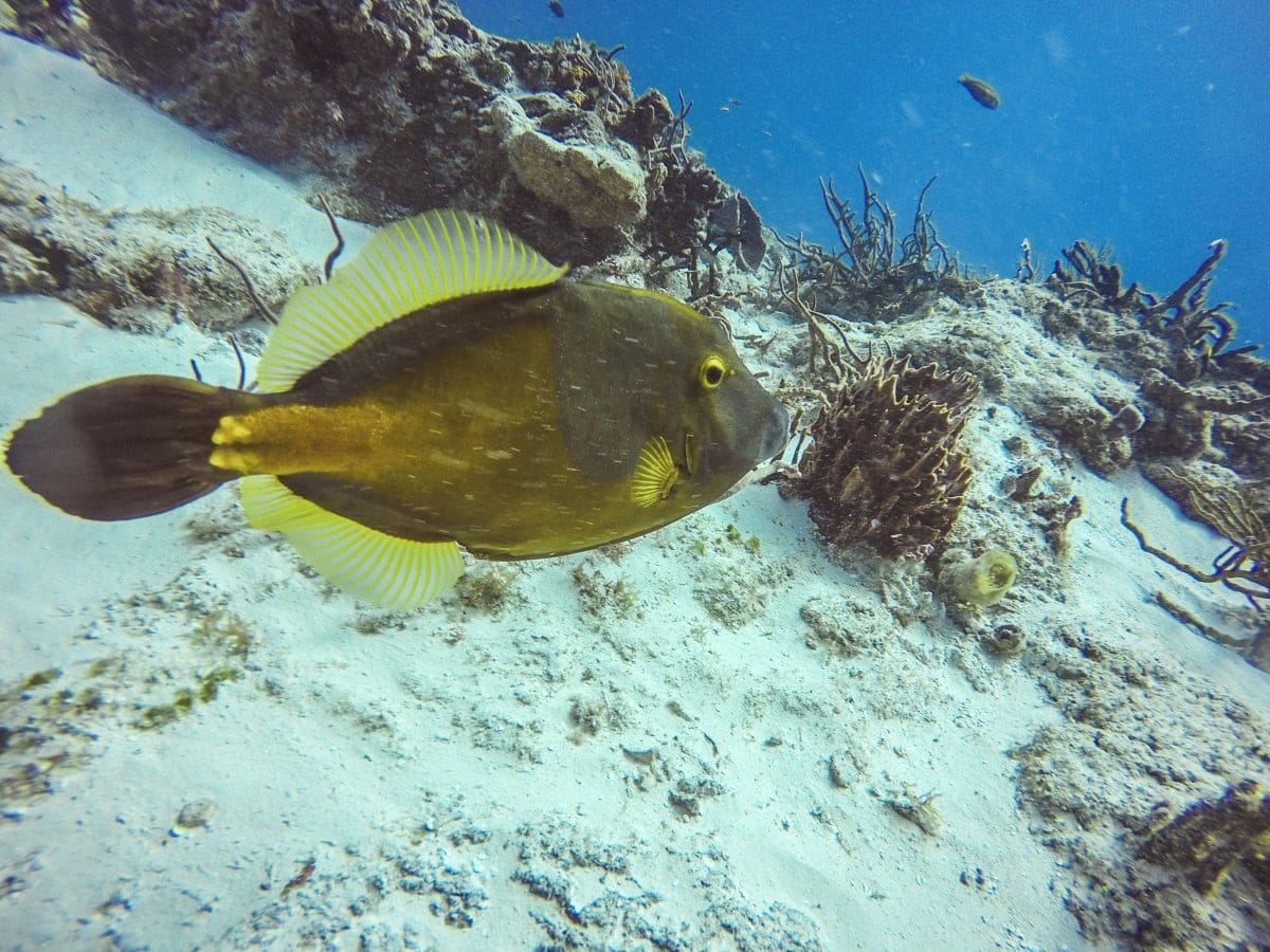 Whitespotted Filefish in Cozumel