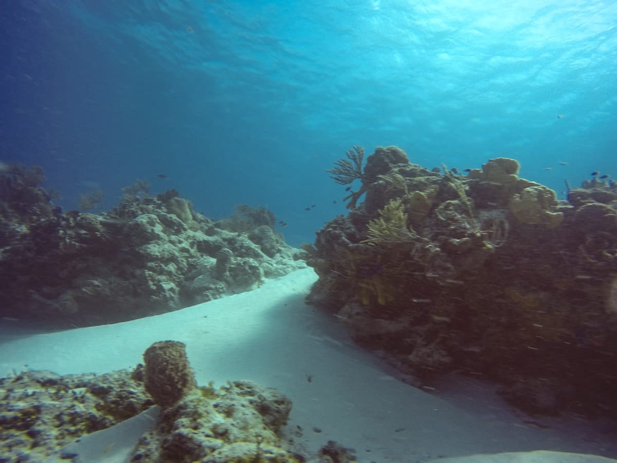 coral formations in Cozumel