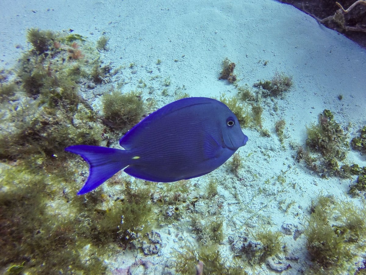 A Blue Tang in Cozumel