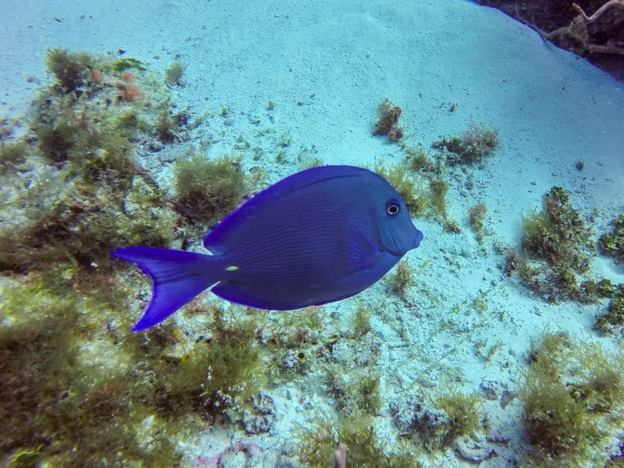 A Blue Tang in Cozumel