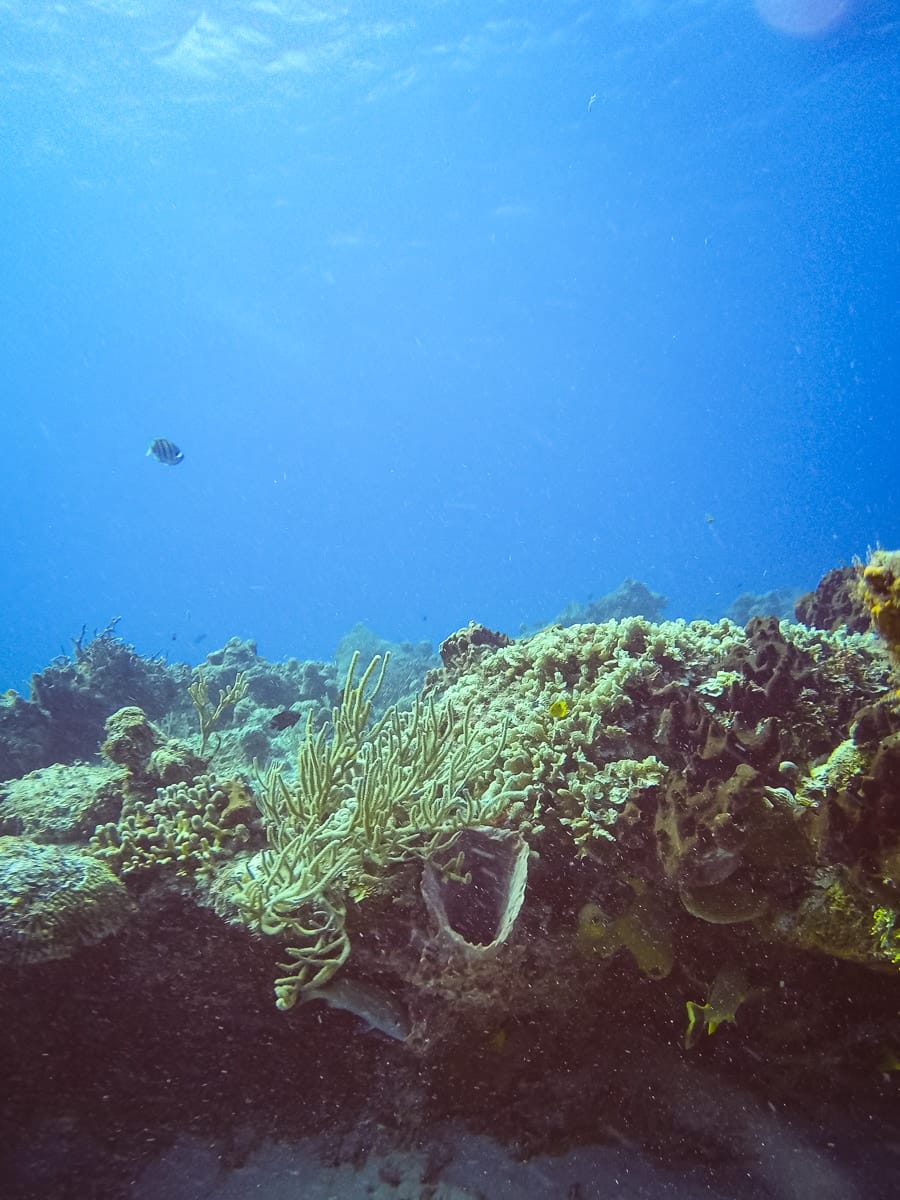 coral formations in Cozumel