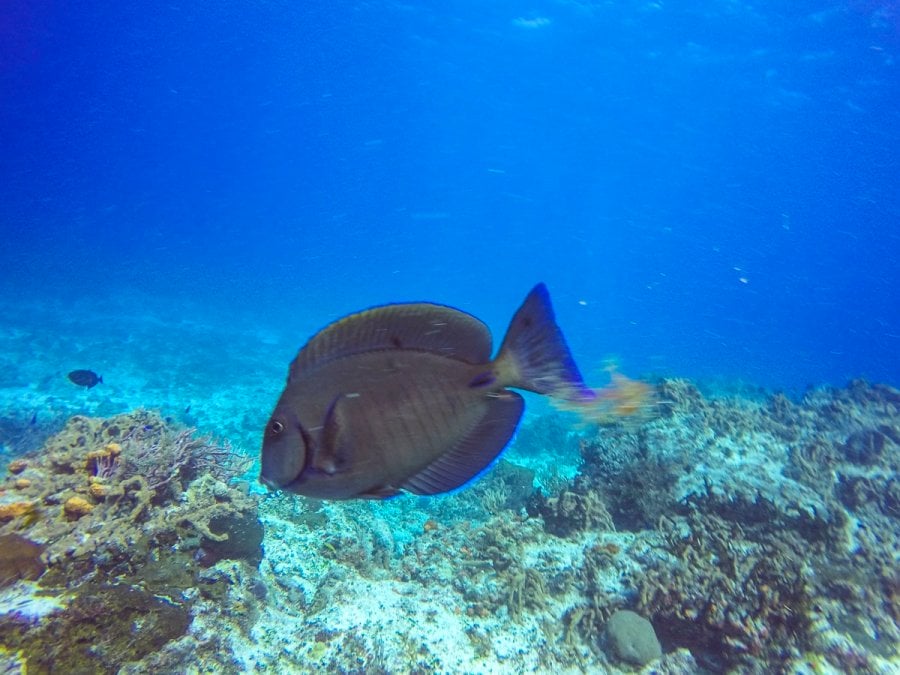 A Blue Tang in Cozumel