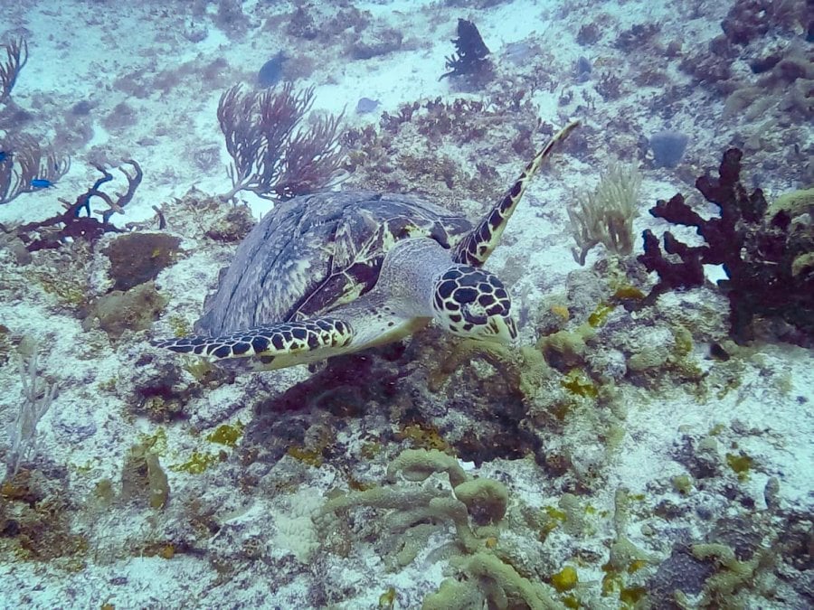 Sea turtle in Cozumel, Mexico