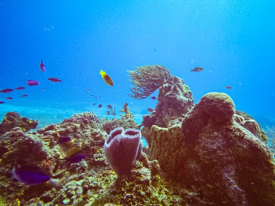 Coral and fish in Cozumel