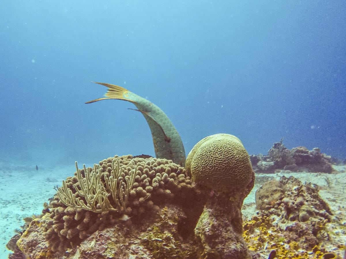 Coral and a parrotfish in Cozumel