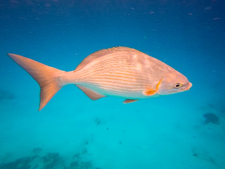 a grunt fish in Cozumel