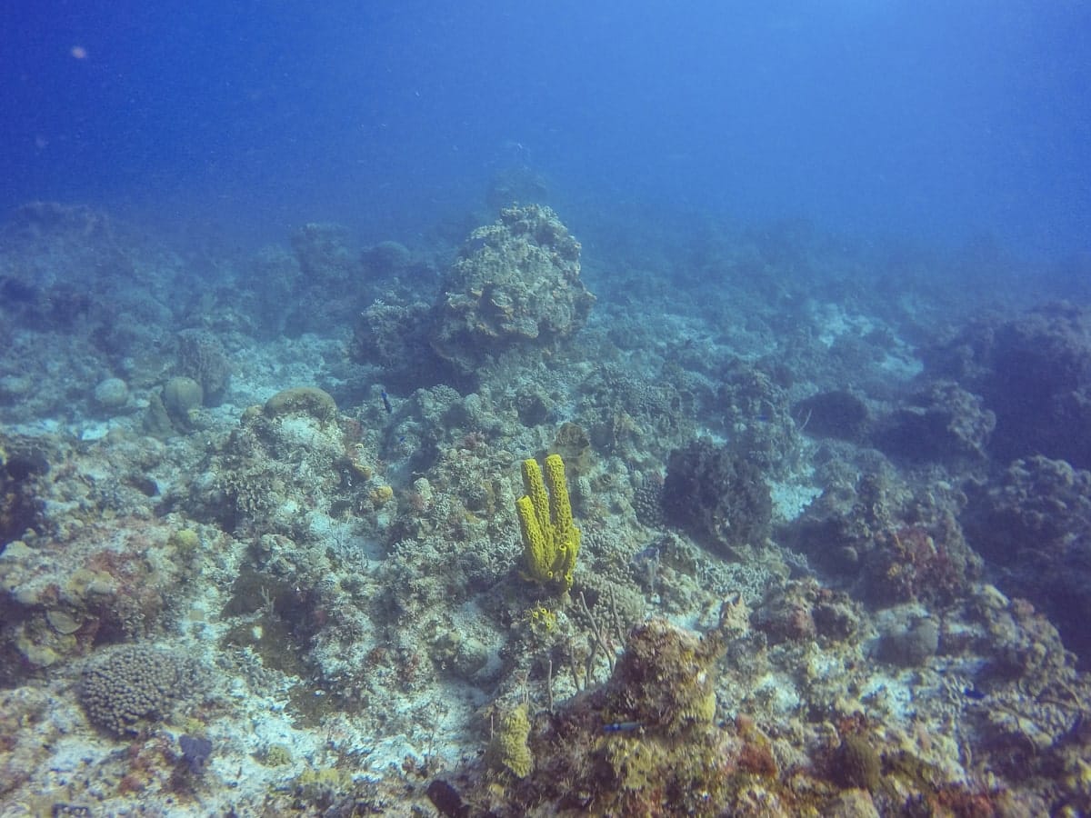 coral formations in Cozumel