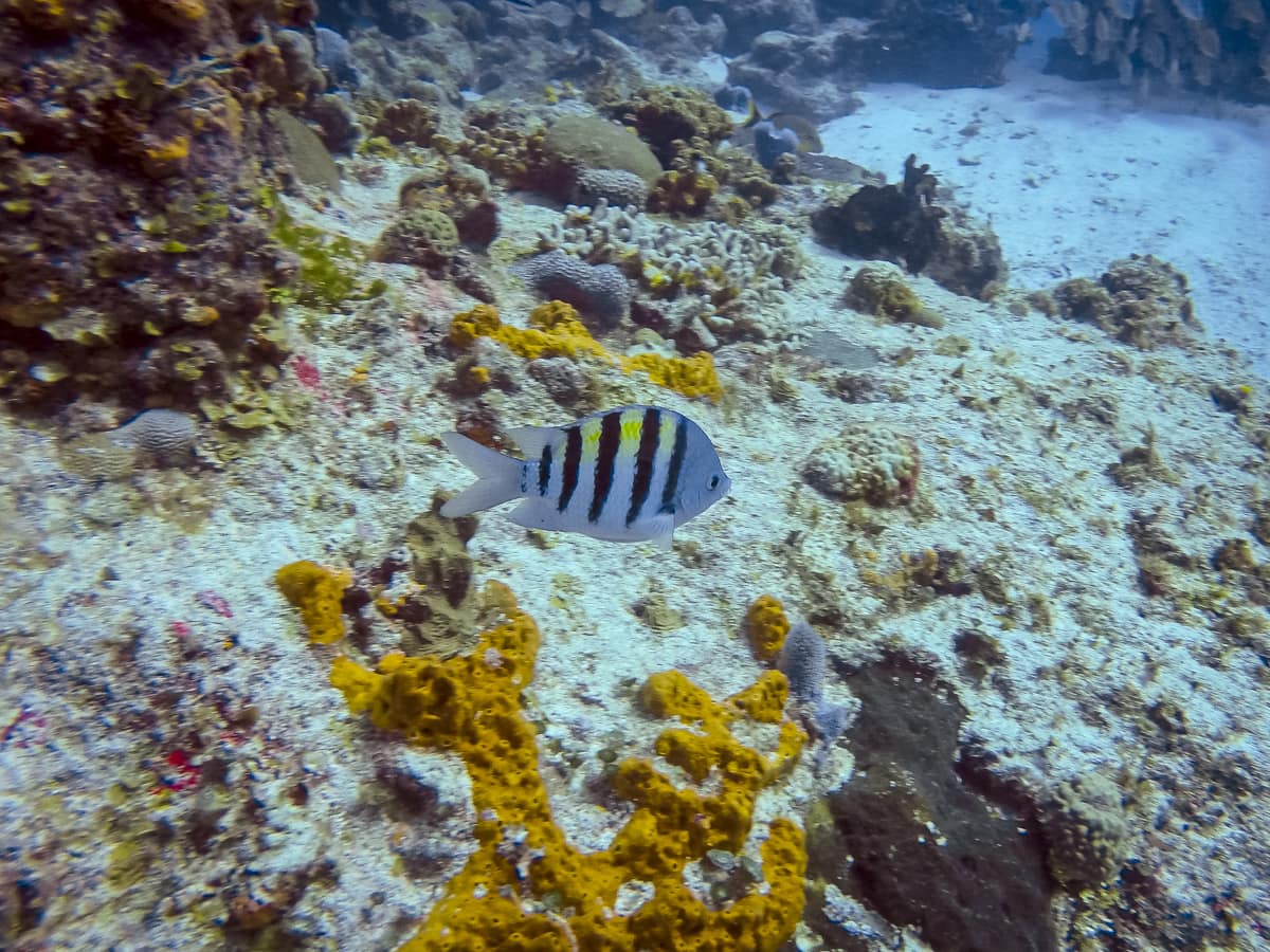 Sergeant major fish in Cozumel
