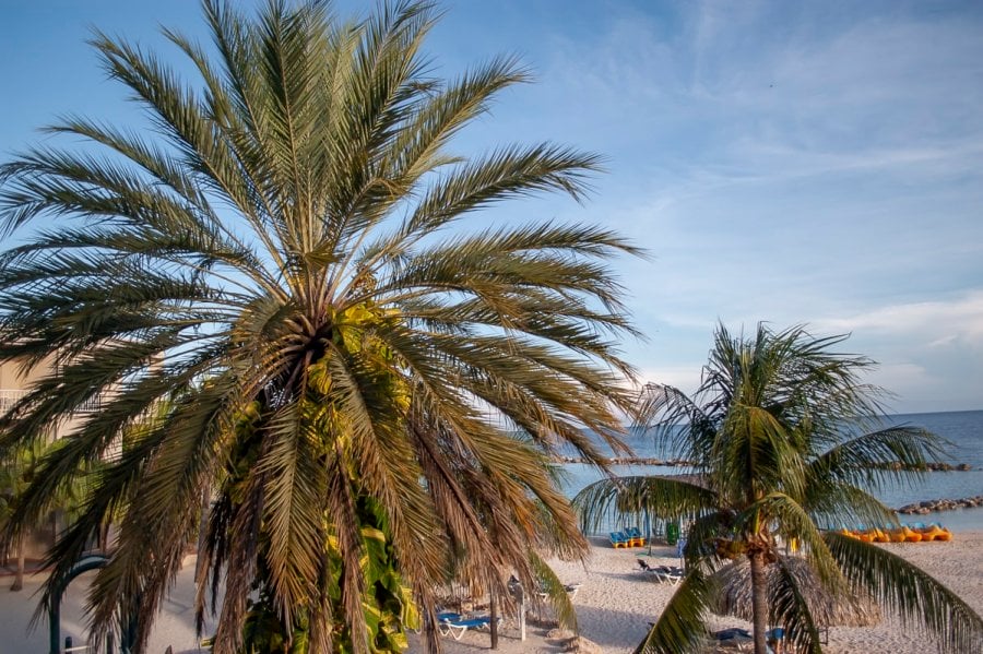 A palm tree in Curaçao