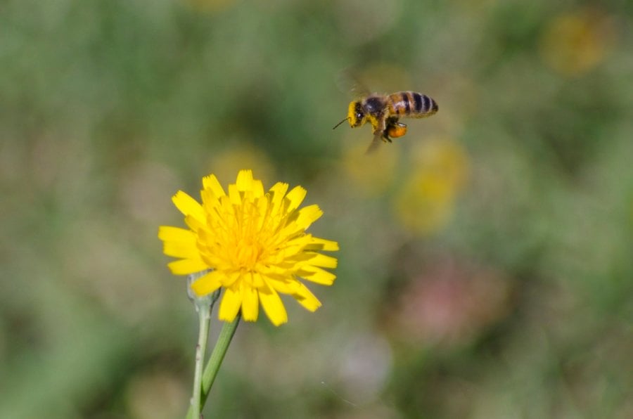 Bee in hovering over a flower