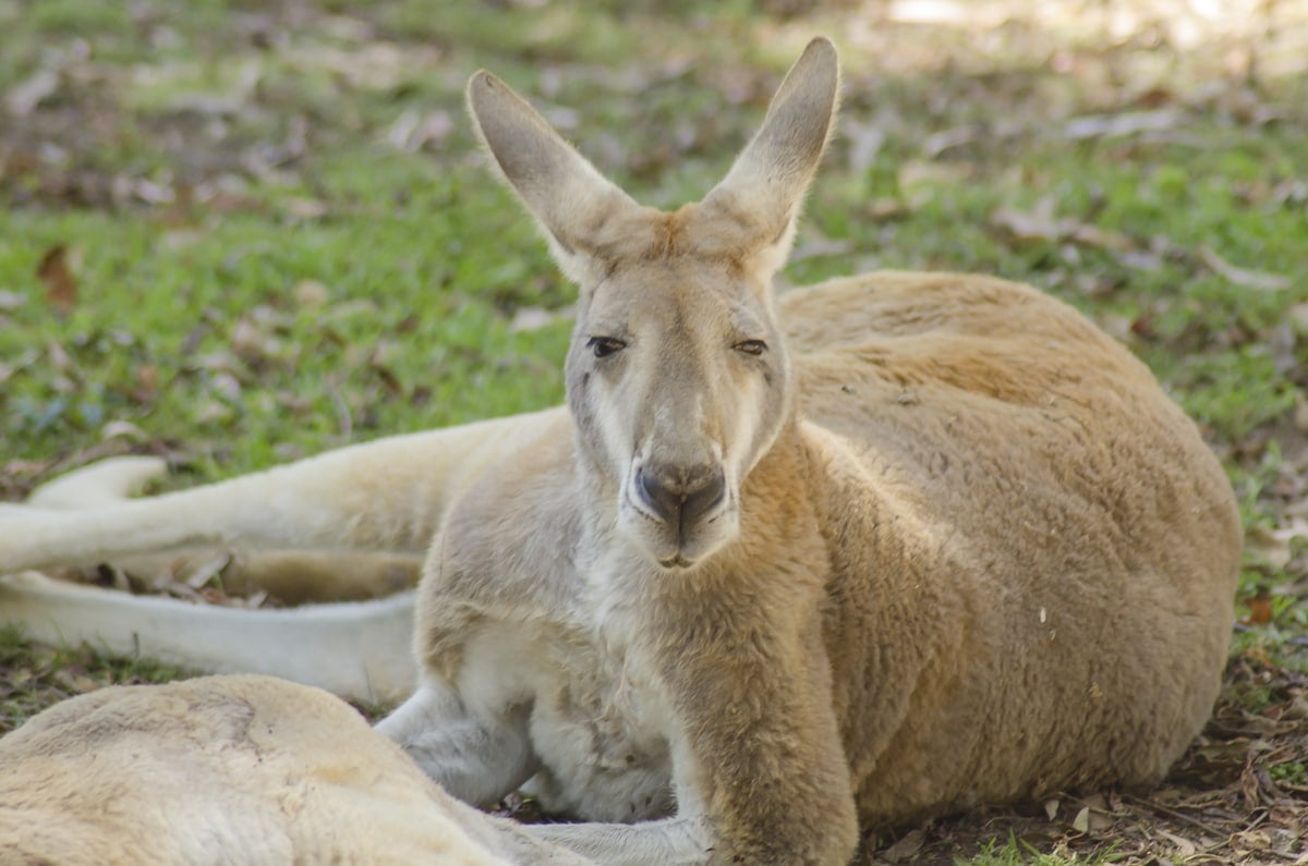 Kangaroo at the Healesville Sanctuary