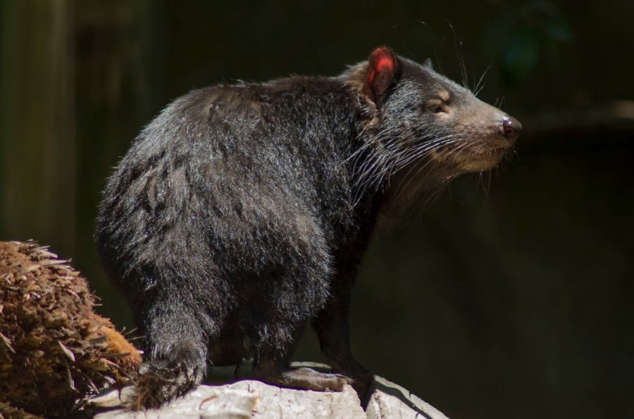 Tasmanian devil at the Healesville Sanctuary