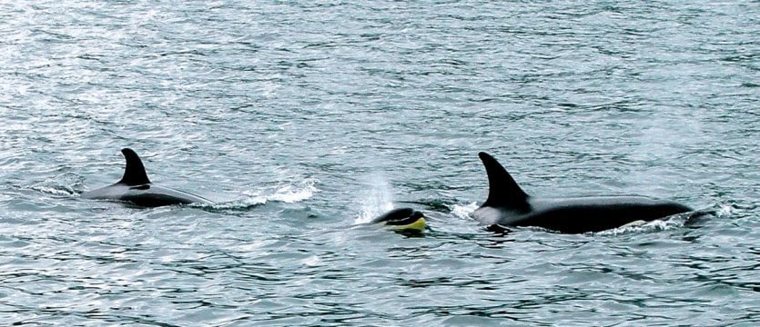Orcas in Juneau, Alaska