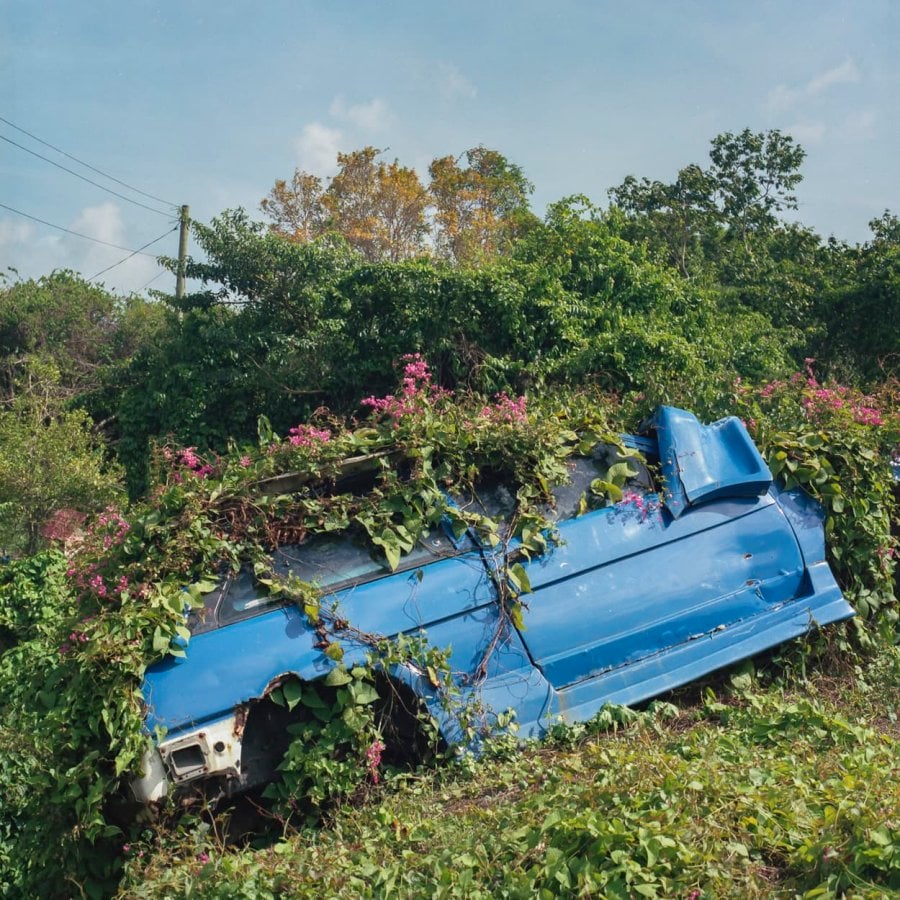 An abandoned car overgrown by flowering vines