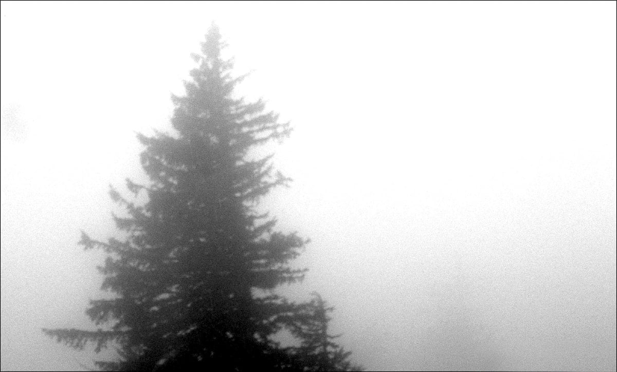 Tree in Fog in Alaska