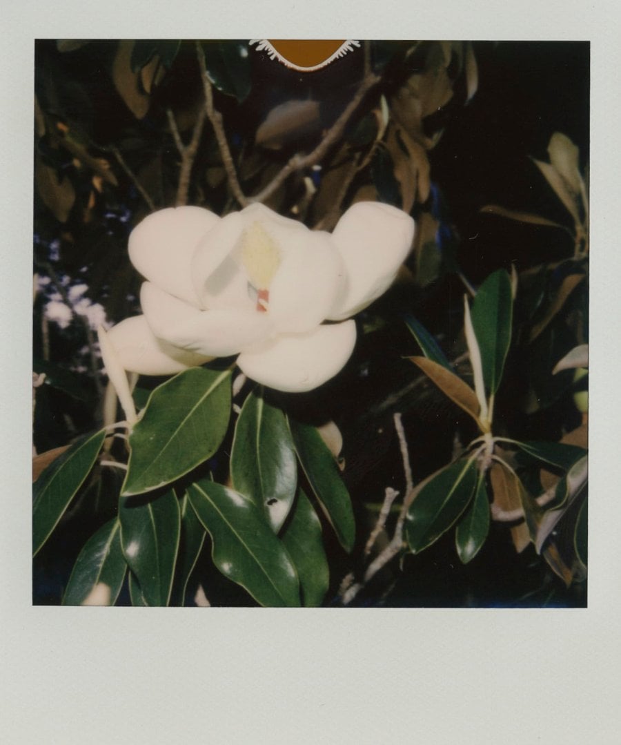 A beautiful blooming Magnolia flower Polaroid photos
