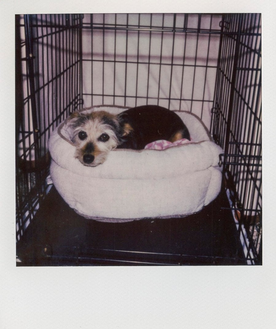 Lucy in her kennel