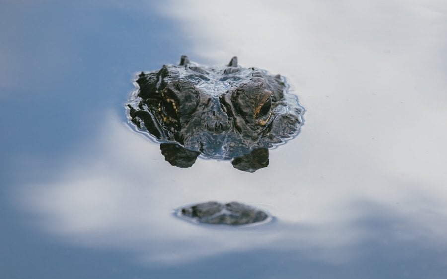 An Alligator peeking above the water in the Florida Everglades