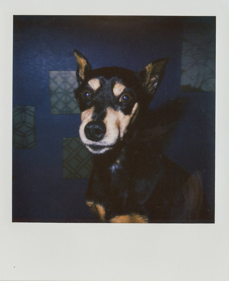 A Polaroid portrait of my miniature pinscher in Rockwall, Texas. Best Photos of 2020.