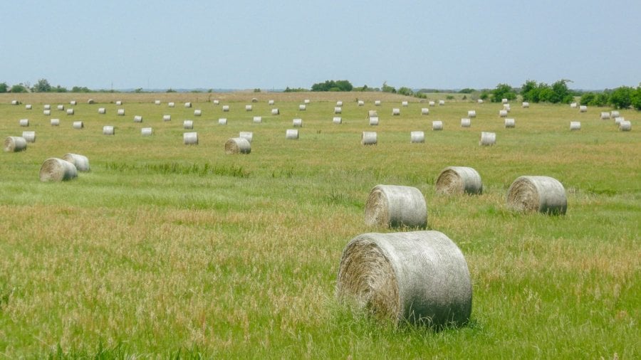 Hay bales in a pasture