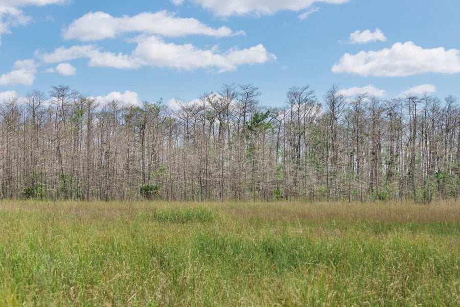 Everglades Sawgrass Prairie and Slash pine trees
