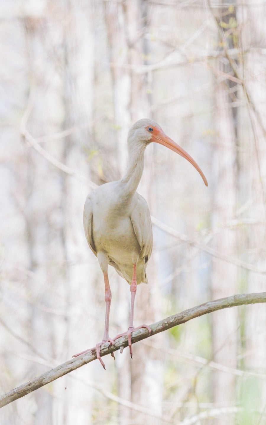 An American white ibis on a tree branch in the Everglades