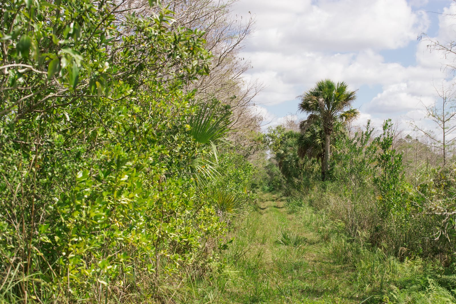 Everglades hiking trails