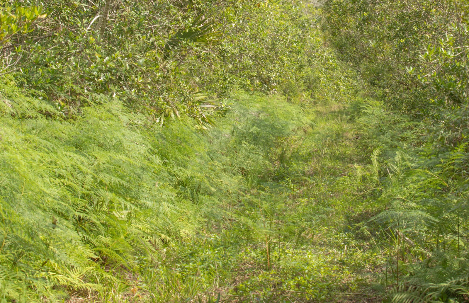 Ferns, trees, and shrubs densely packed together in the Florida Everglades