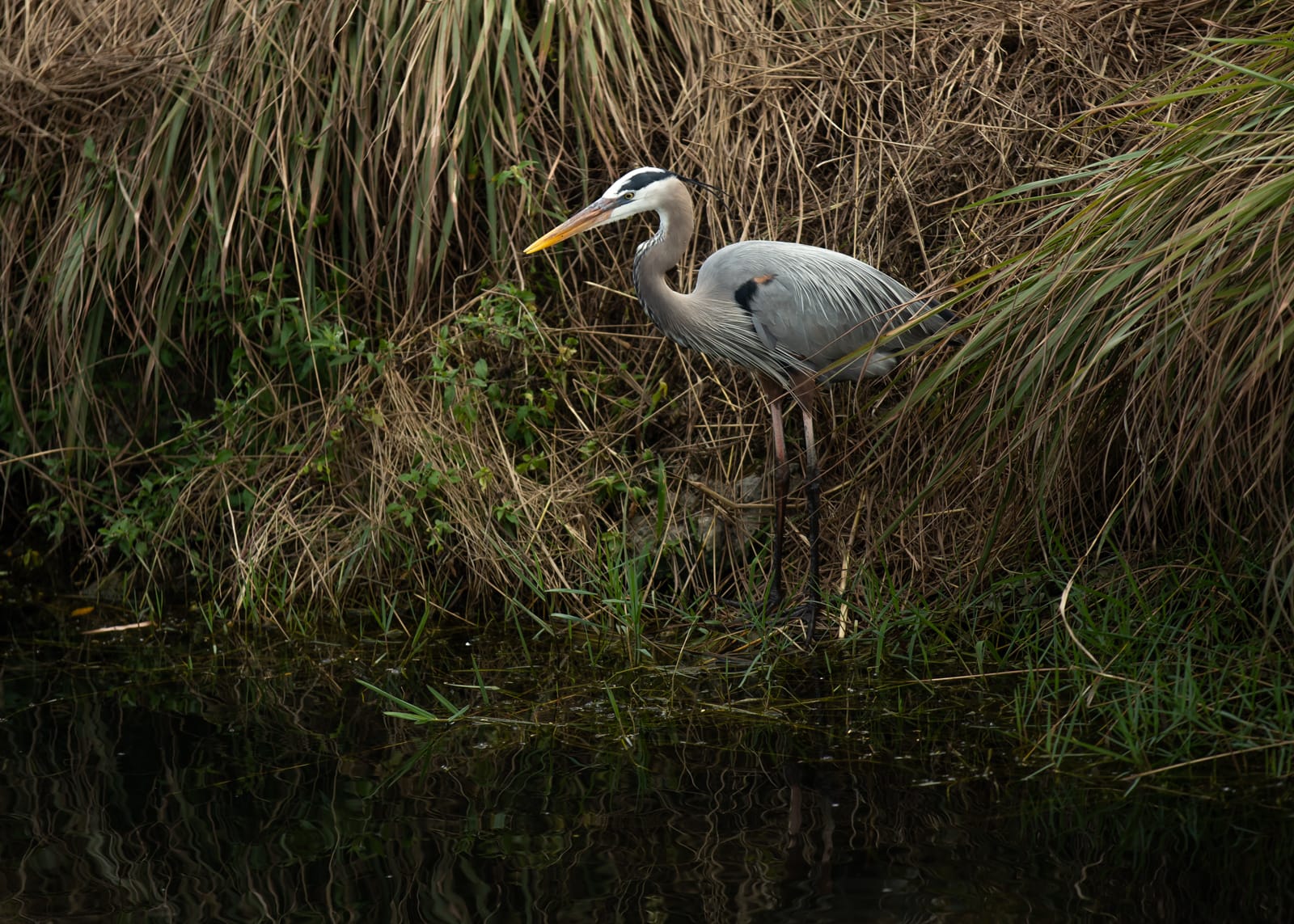 A Great blue heron on the bank of a creek in the Everglades