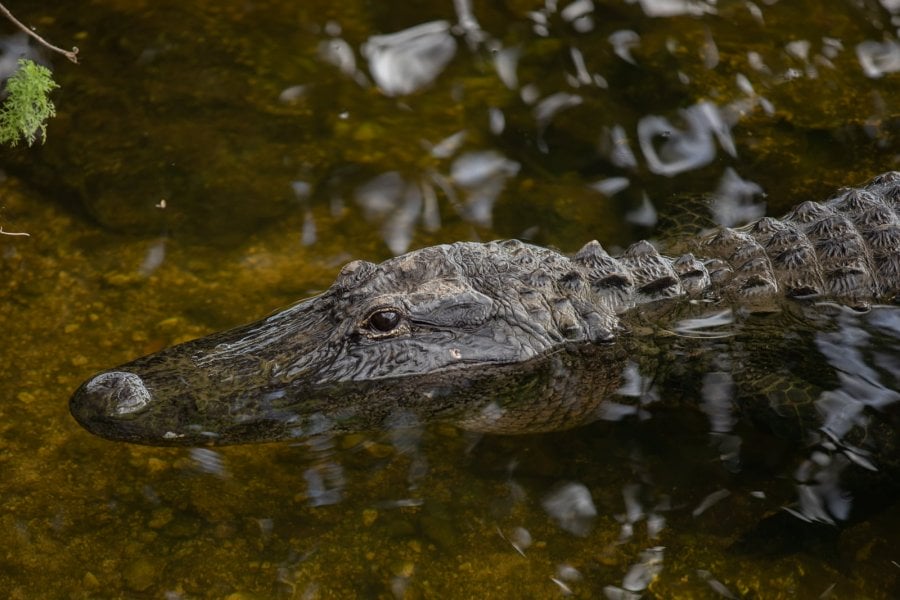 An Alligator in a creek in the Everglades