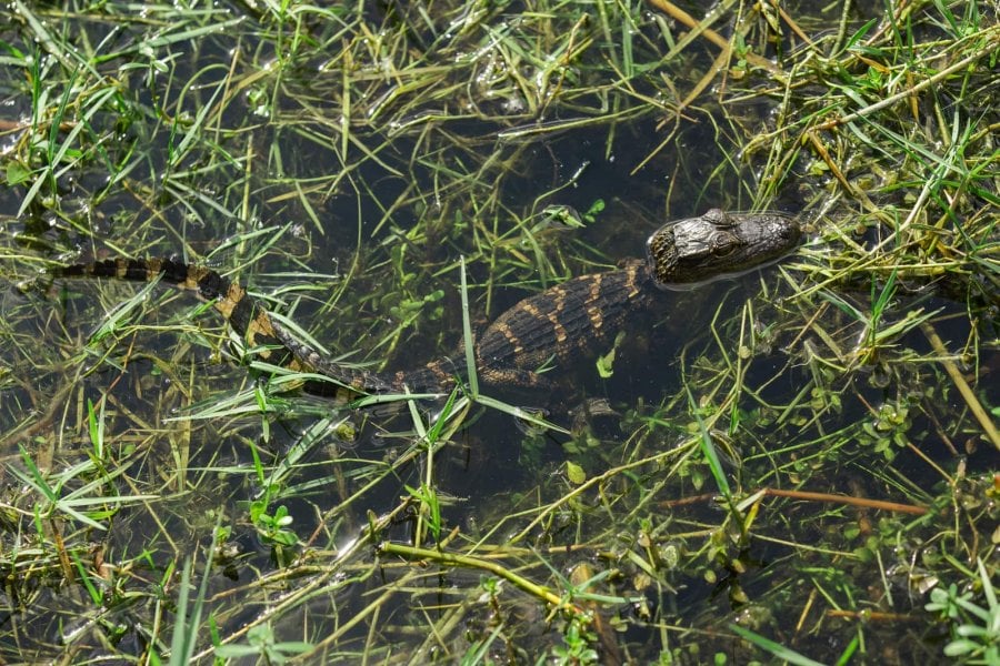 A baby alligator in the Everglades
