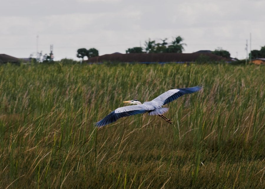 A Great blue heron in mid-flight in the Everglades