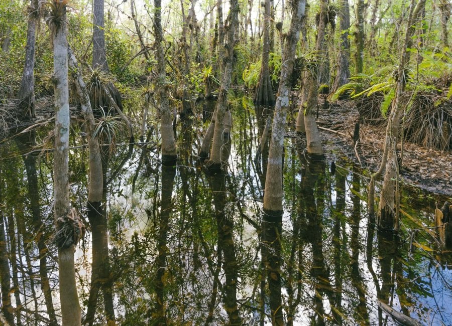 Everglades mangroves swamp